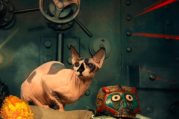 Фотография квеста «Ограбление по-мексикански»