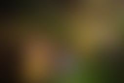Фотография квеста Беги через джунгли от компании Questopolia (Фото 1)