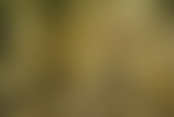 Фотография квеста Упавшее небо от компании Серьезные Игры (Фото 2)